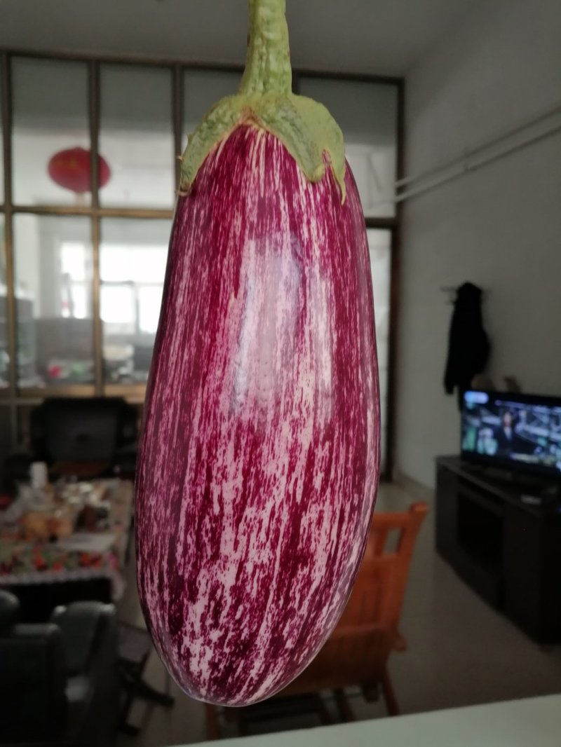 瑞克斯旺进口安吉拉花特菜（花茄子超市档口直供全国发