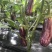 瑞克斯旺进口安吉拉花特菜（花茄子超市档口直供全国发