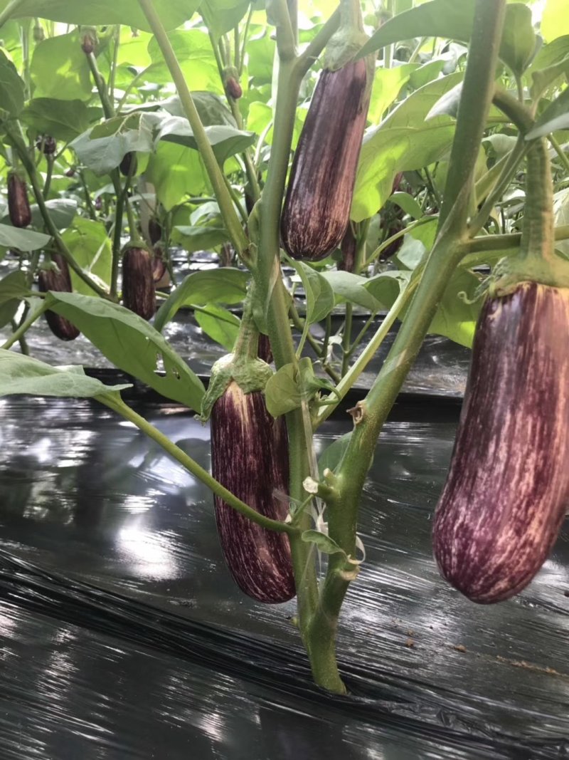 瑞克斯旺进口安吉拉花特菜（花茄子超市档口直供全国发