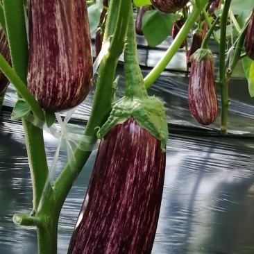 瑞克斯旺进口安吉拉花特菜（花茄子超市档口直供全国发