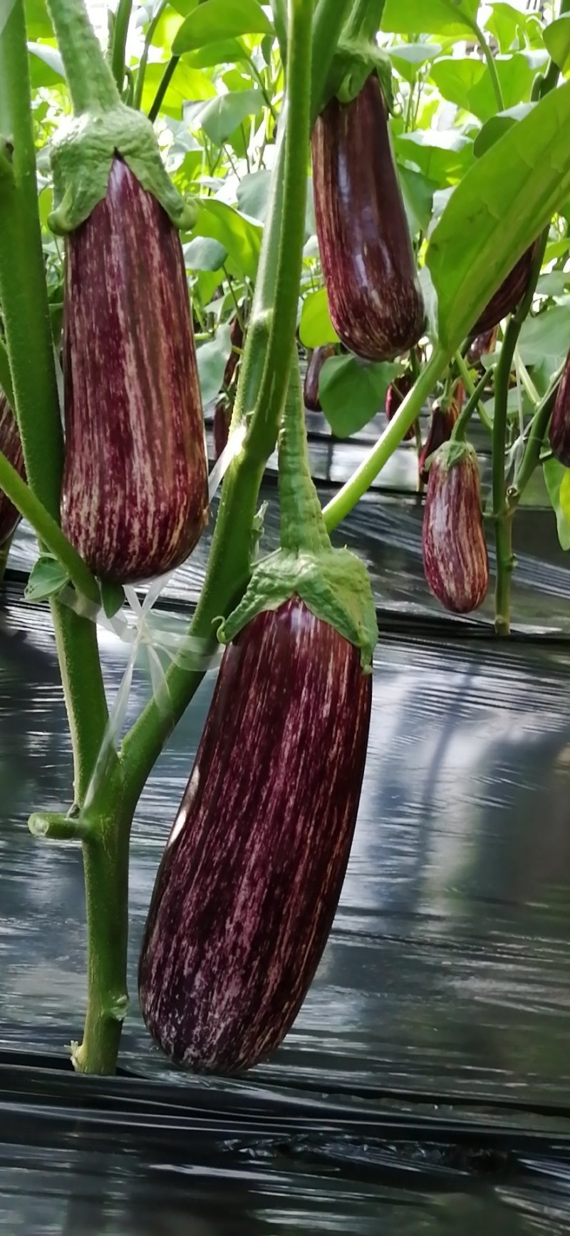 瑞克斯旺进口安吉拉花特菜（花茄子超市档口直供全国发