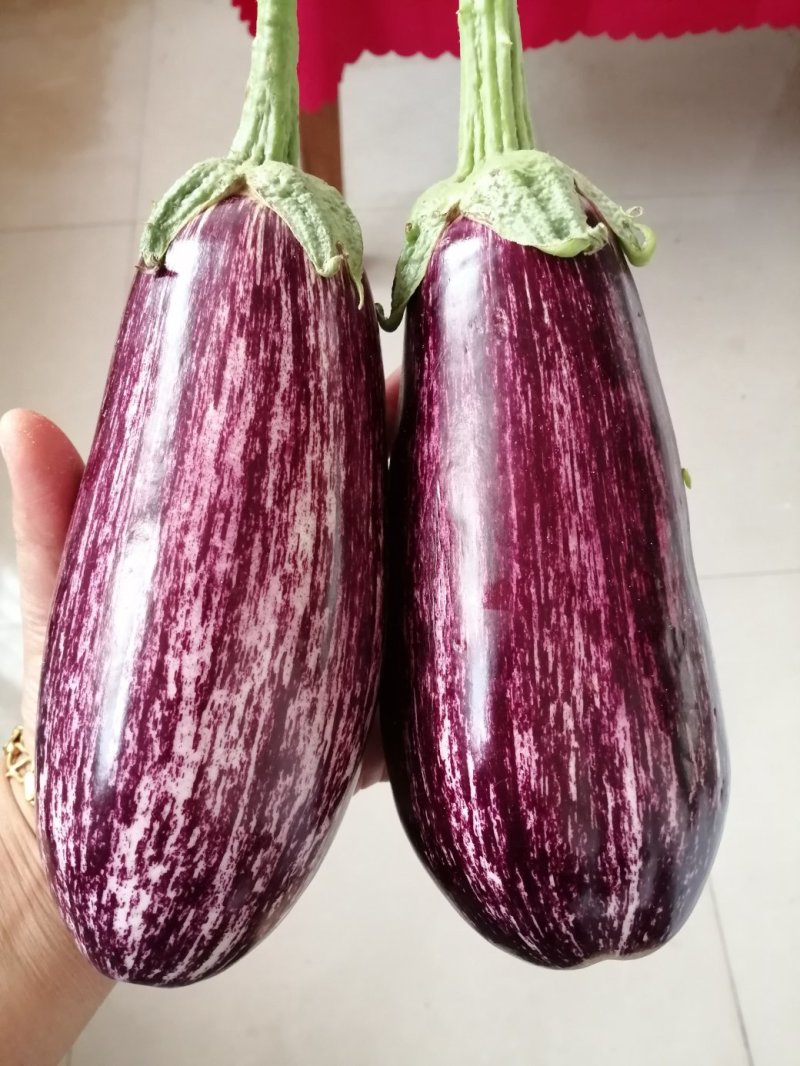 瑞克斯旺进口安吉拉花特菜（花茄子超市档口直供全国发