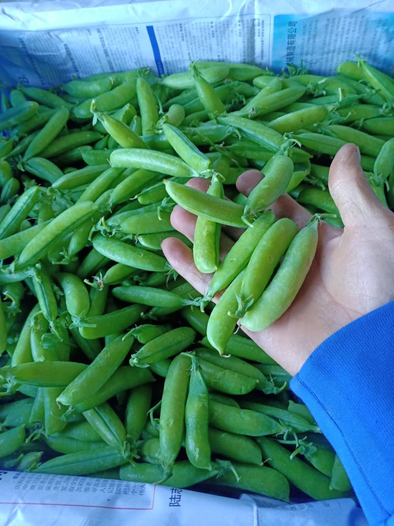 豌豆，青豌豆，籽粒饱满，中豌9号，中碗6号，荣涛9号