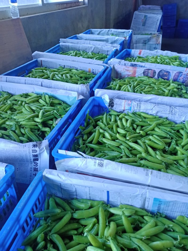 豌豆，青豌豆，籽粒饱满，中豌9号，中碗6号，荣涛9号