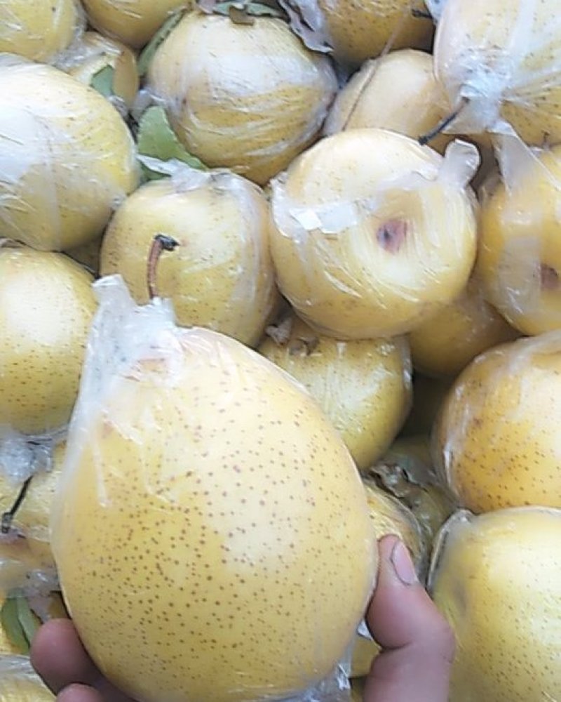 阳信大鸭梨