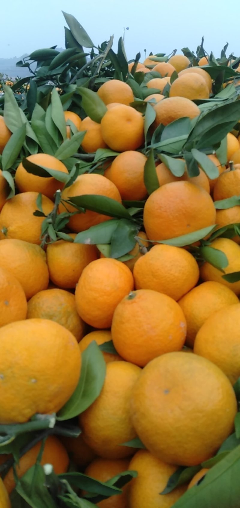 湖北丹江口蜜桔个大皮薄对接全国各地批发市场商超电商