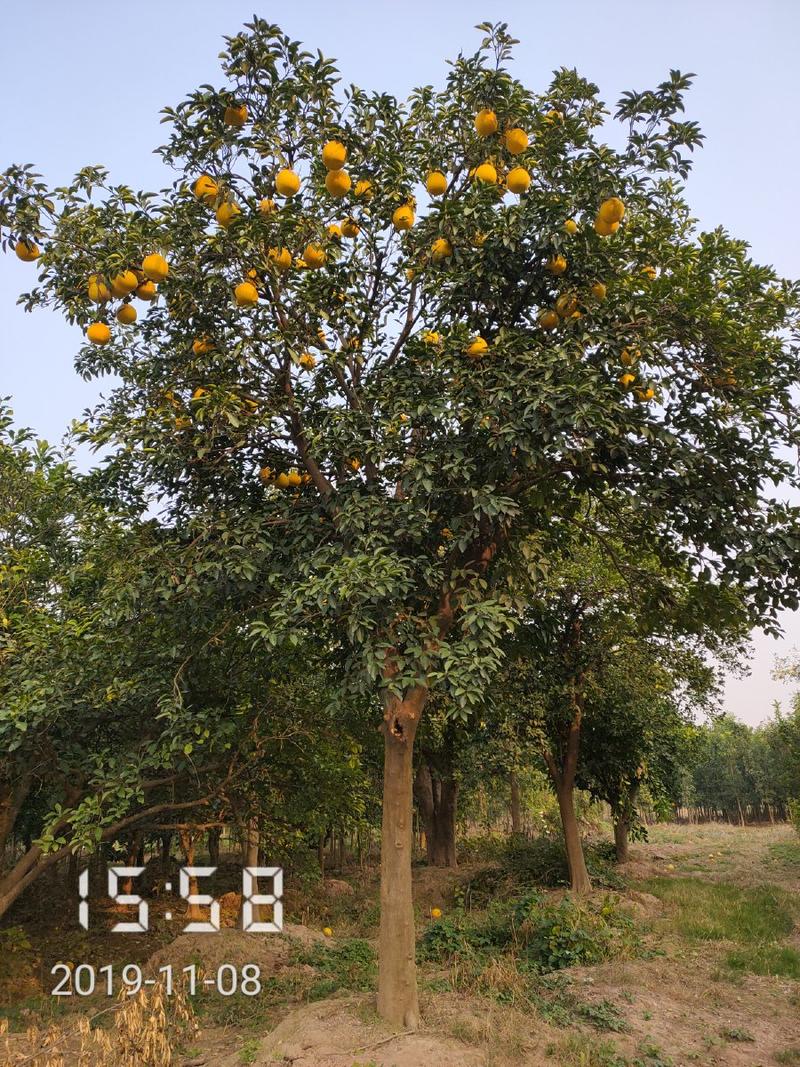 24公分以上的柚子树，杆直冠圆支持线上保障交易