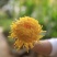 菊花茶金丝皇菊