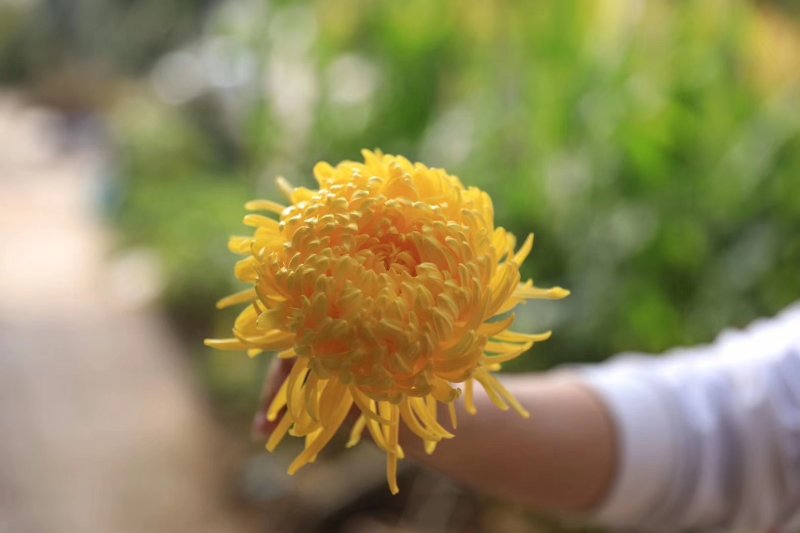 菊花茶金丝皇菊