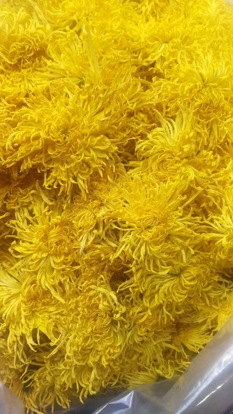 菊花茶金丝皇菊