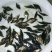 花鲢鱼苗，各种鱼苗，垂钓鱼等