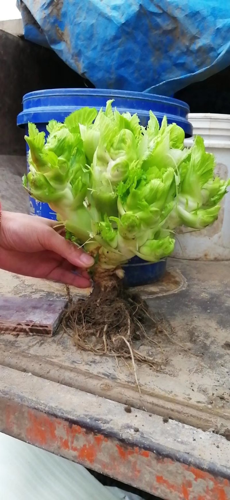 儿菜