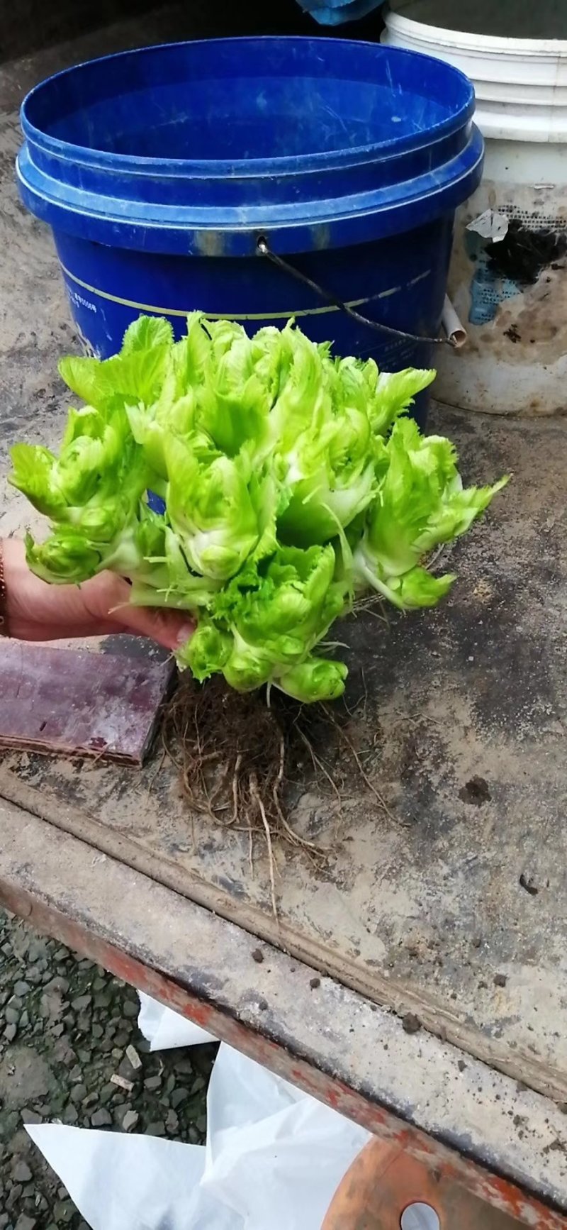 儿菜
