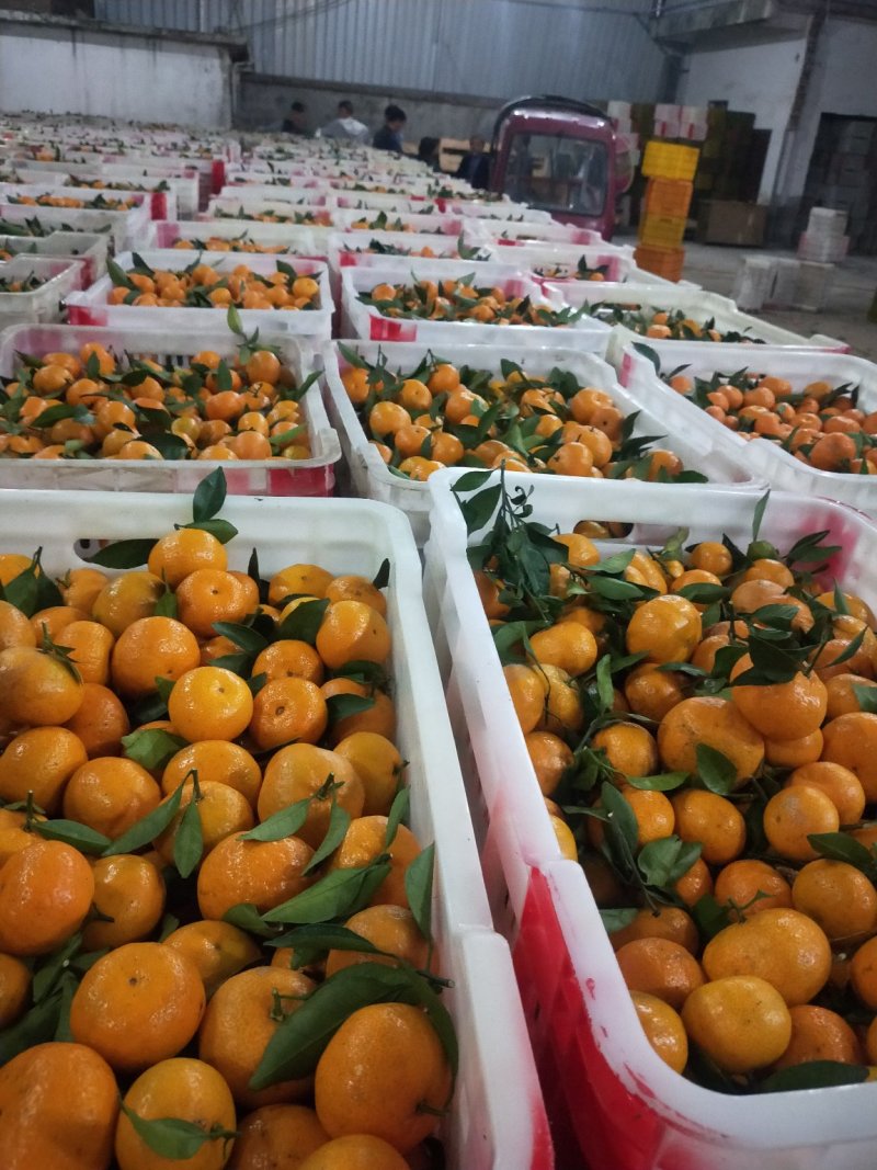 广西臭皮柑，又称棉桔，大量产区，可对接各地市场的需求