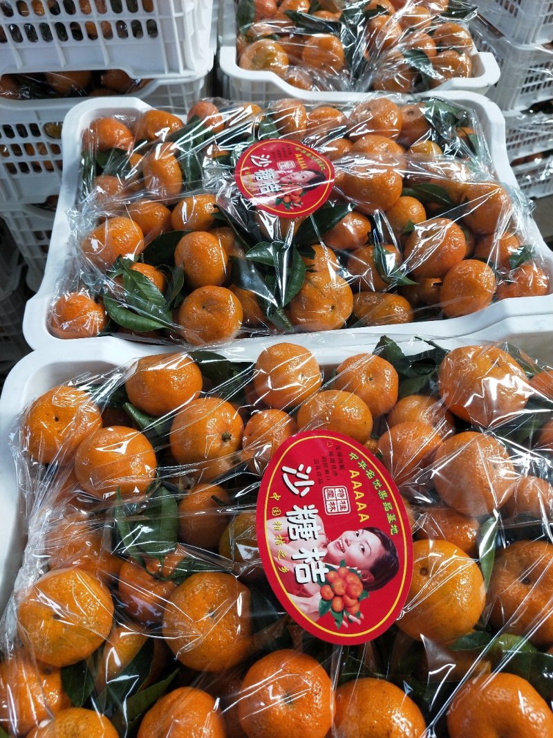 广西臭皮柑，又称棉桔，大量产区，可对接各地市场的需求