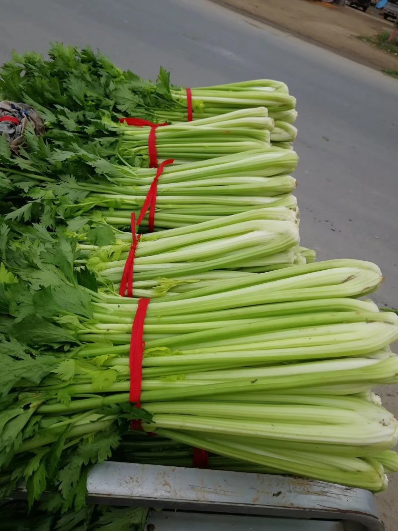 芹菜大量上市，无空心，万亩大棚，发往全国各地，保质保量诚