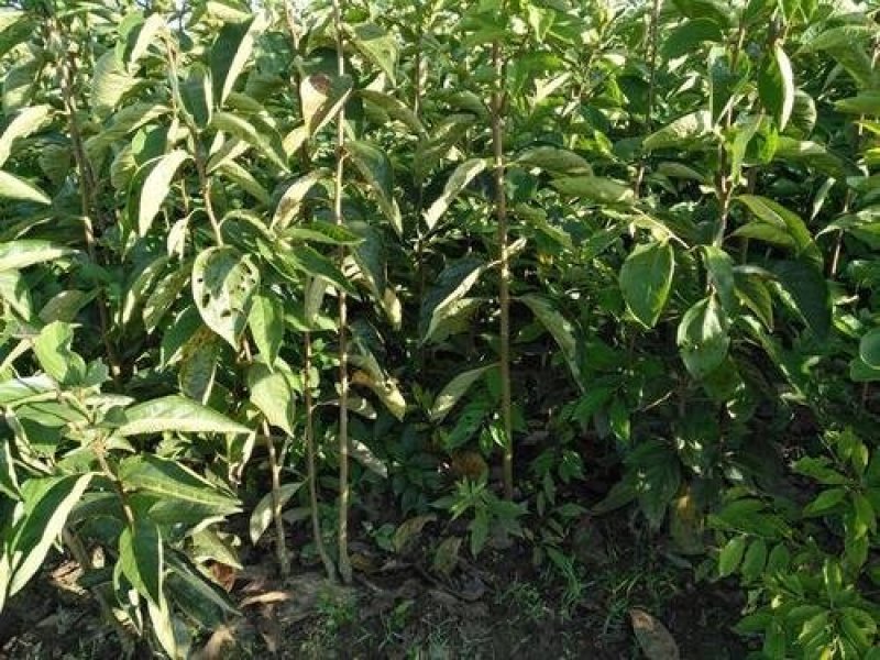 直接能吃的柿子树品种阳丰甜柿苗品种保证纯度假一赔