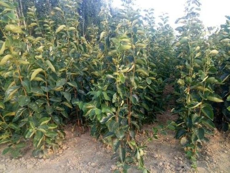 直接能吃的柿子树品种阳丰甜柿苗品种保证纯度假一赔