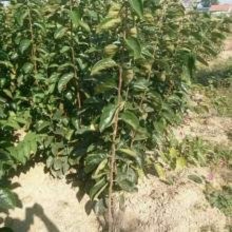直接能吃的柿子树品种阳丰甜柿苗品种保证纯度假一赔