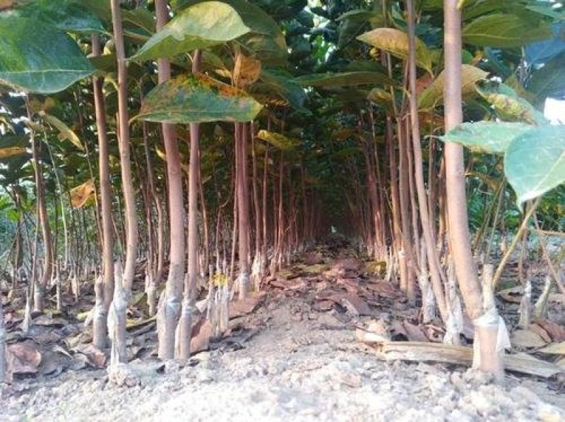 直接能吃的柿子树品种阳丰甜柿苗品种保证纯度假一赔