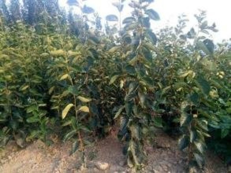 直接能吃的柿子树品种阳丰甜柿苗品种保证纯度假一赔