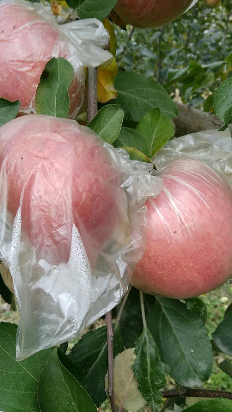 河北膜袋富士
