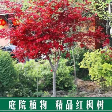 红枫树苗四季中国红庭院正宗日本紅