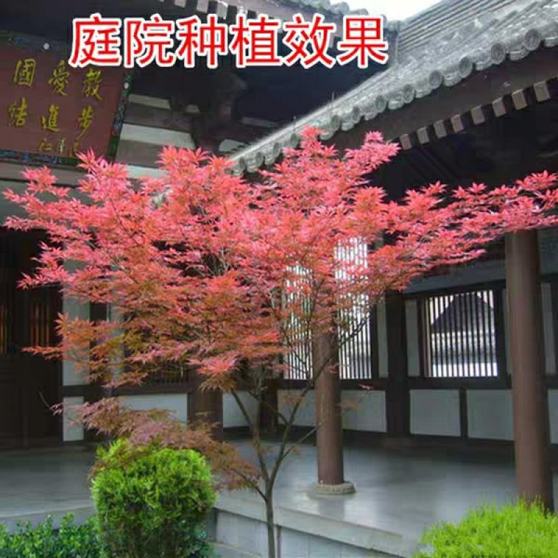 红枫树苗四季中国红庭院正宗日本紅