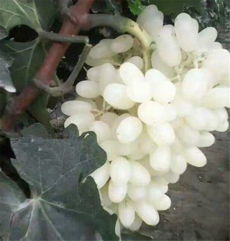 白葡萄树苗嫁接无核提子苗，当年结果，保证质量纯度，