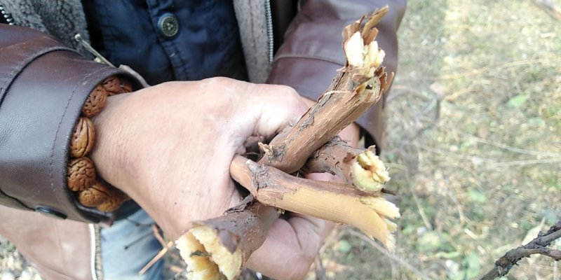野葡萄根