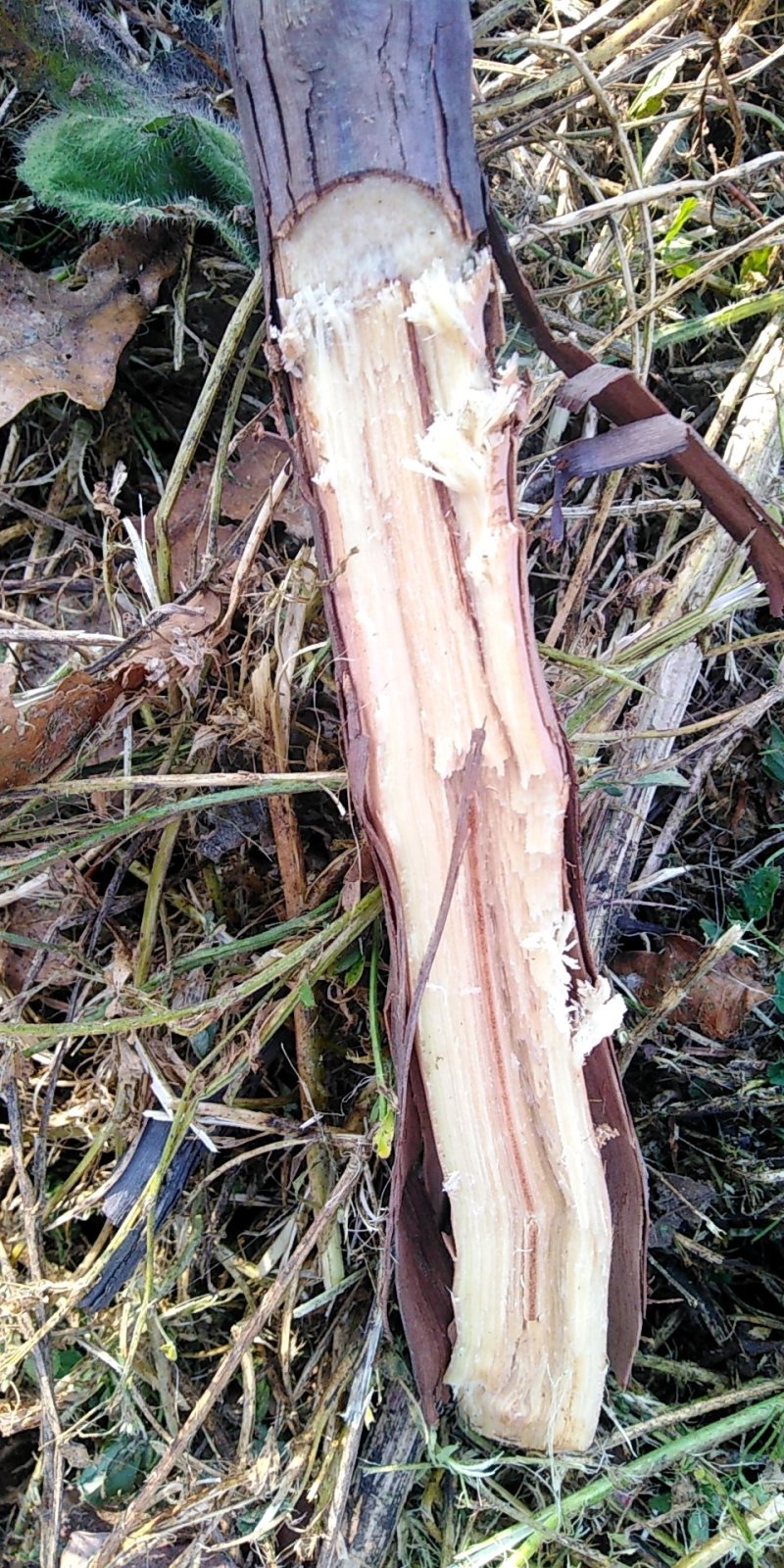 野葡萄根