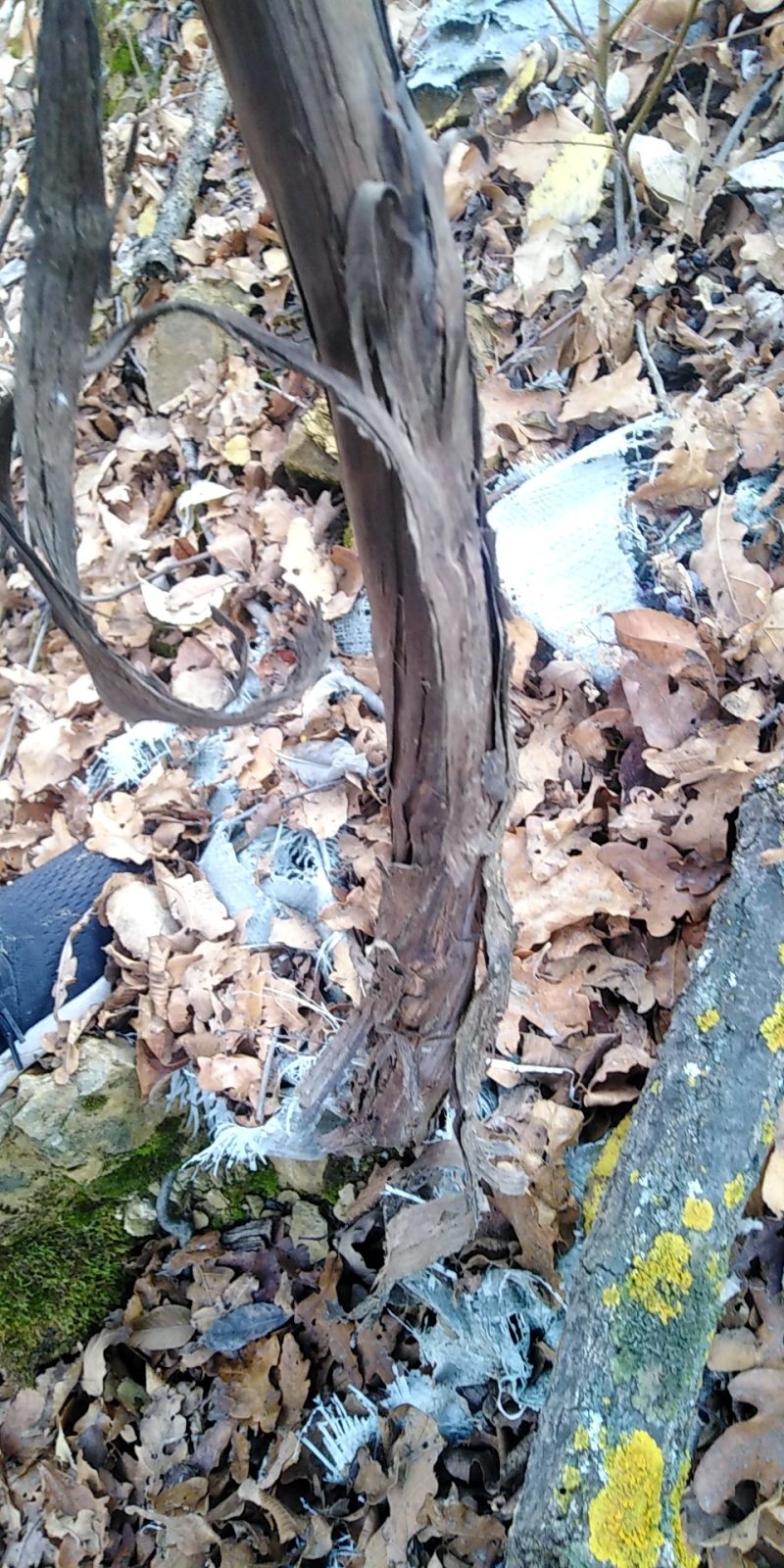 野葡萄根