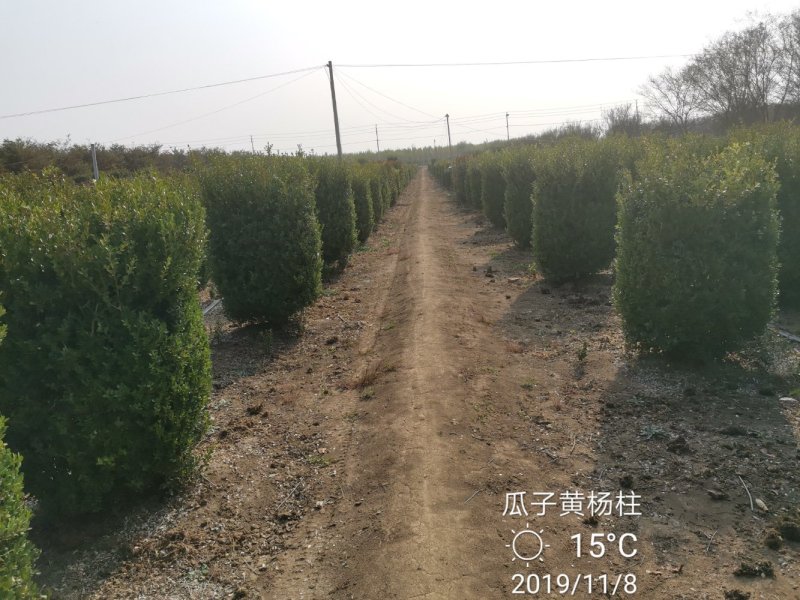 瓜子黄杨柱大叶黄杨柱圆柱景观绿化苗