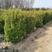 瓜子黄杨柱大叶黄杨柱圆柱景观绿化苗