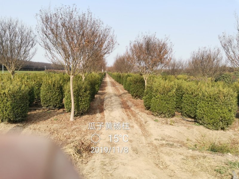 瓜子黄杨柱大叶黄杨柱圆柱景观绿化苗