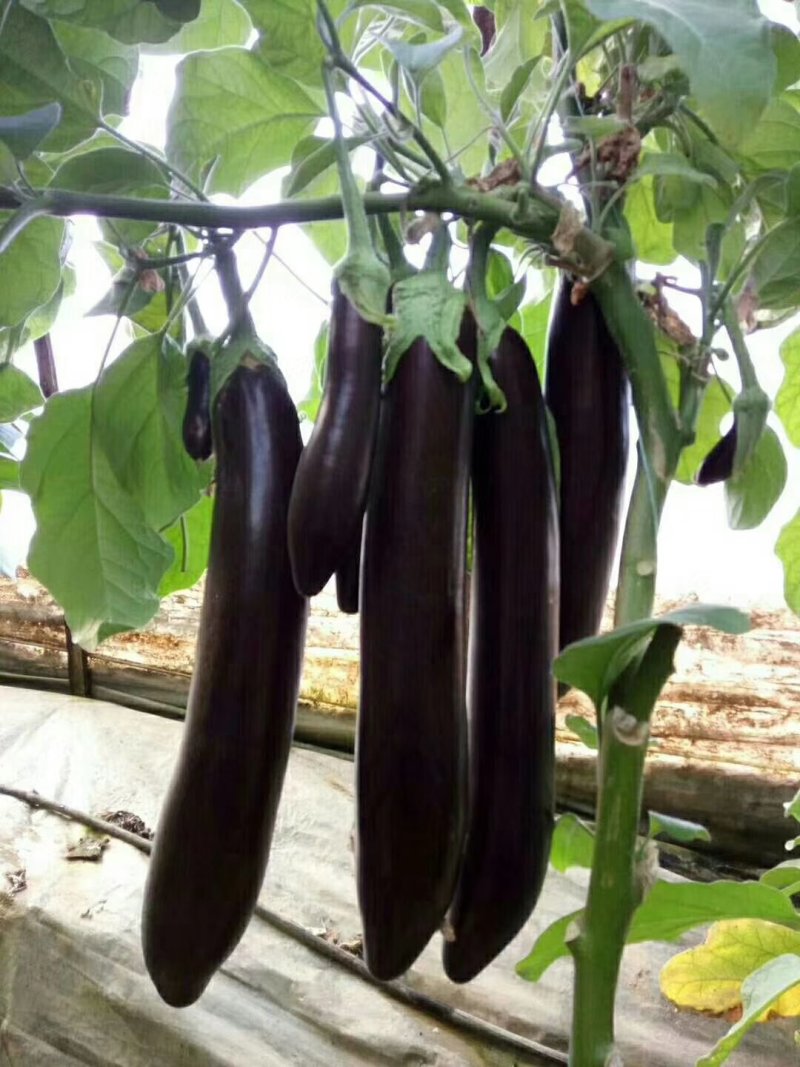 茄子苗圆茄苗，765烧烤茄等各类嫁接茄子苗