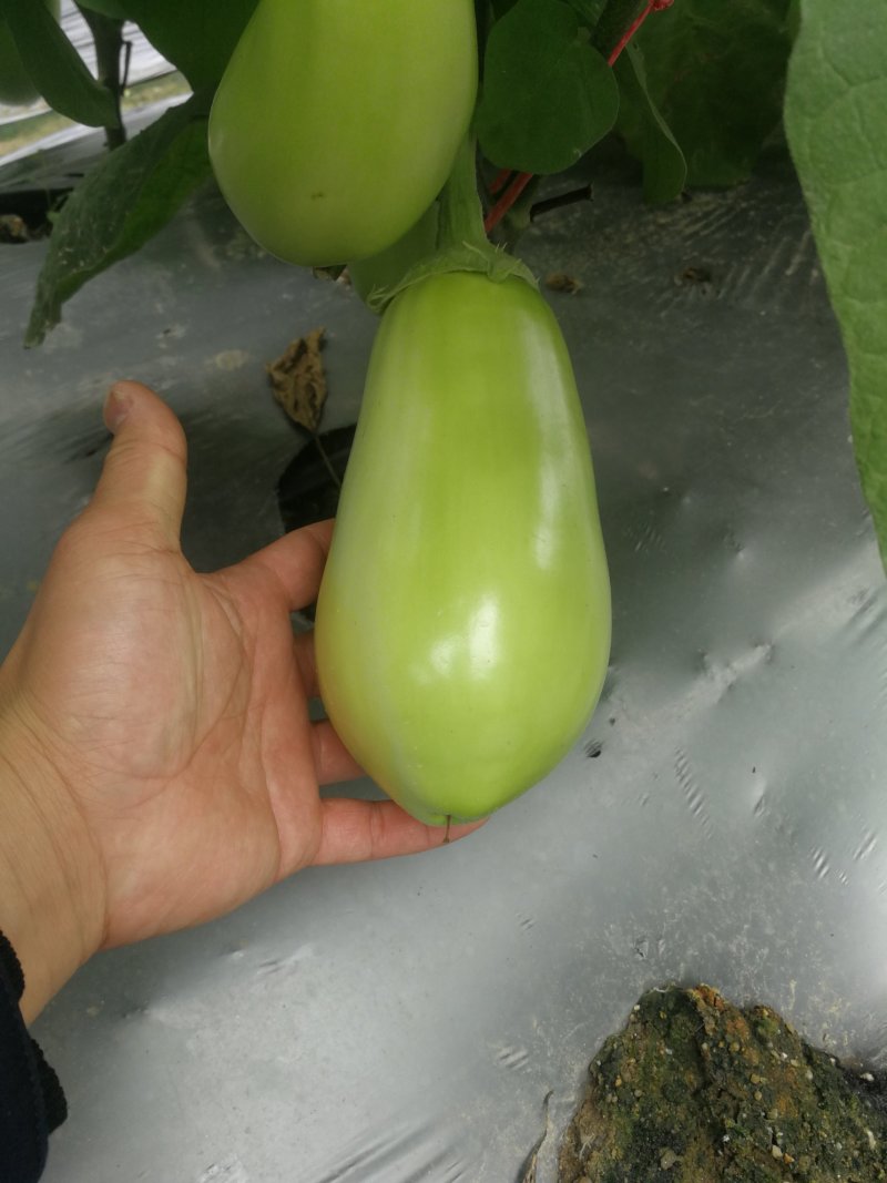 茄子苗圆茄苗，765烧烤茄等各类嫁接茄子苗