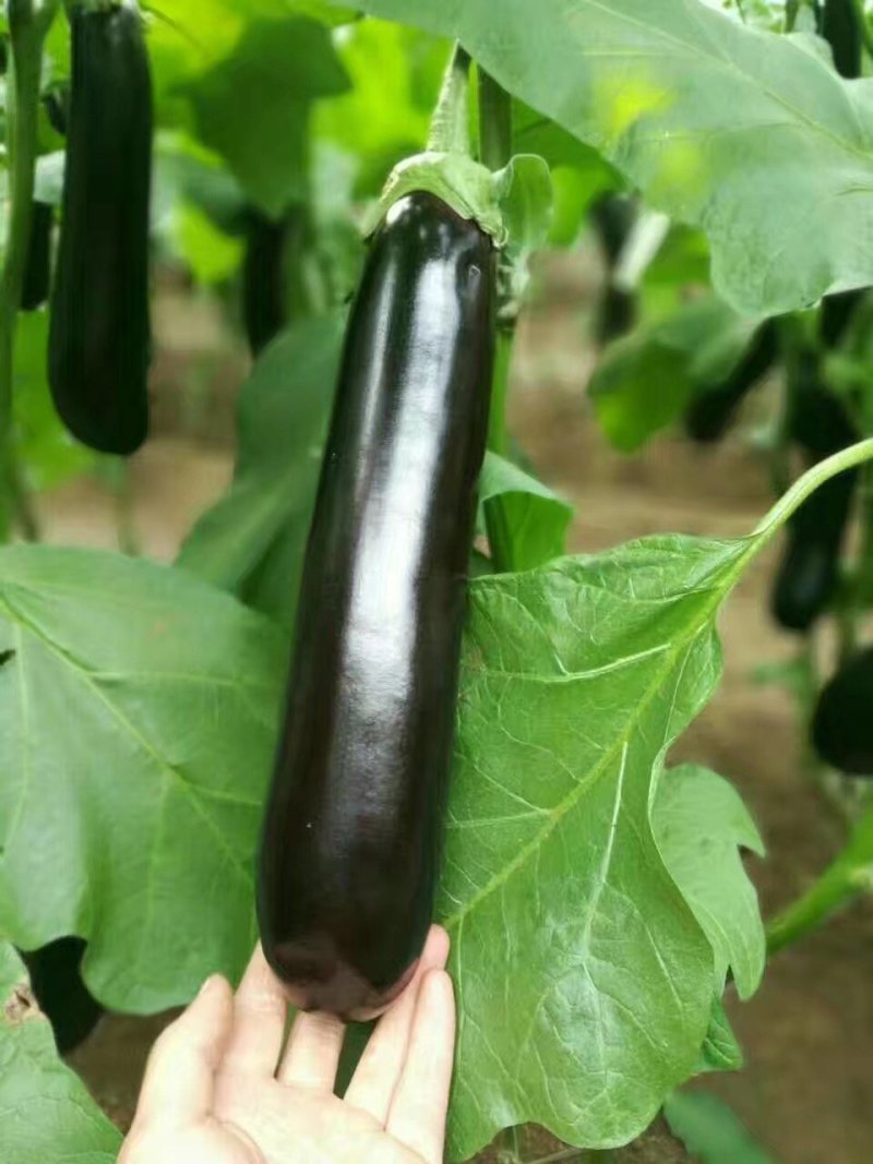 茄子苗圆茄苗，765烧烤茄等各类嫁接茄子苗