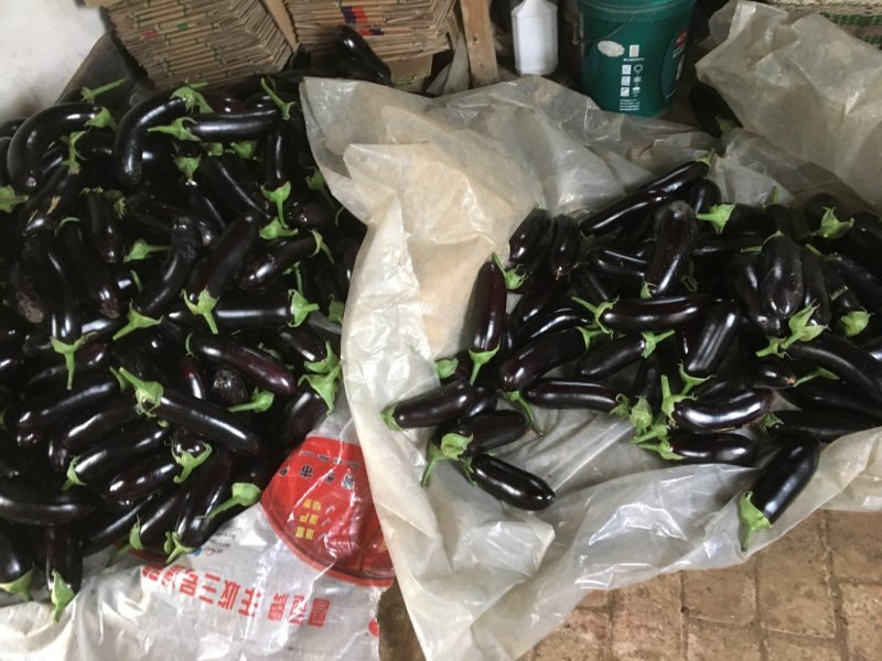 茄子苗圆茄苗，765烧烤茄等各类嫁接茄子苗