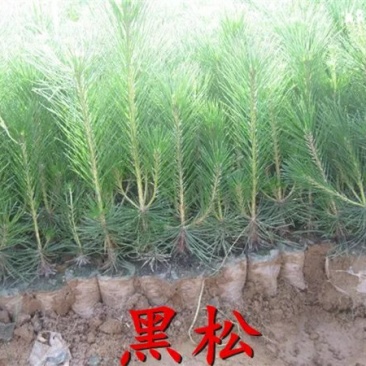雪松苗黑松苗黑松树苗白皮松苗雪松树苗雪松小苗行道绿