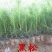 雪松苗黑松苗黑松树苗白皮松苗雪松树苗雪松小苗行道绿