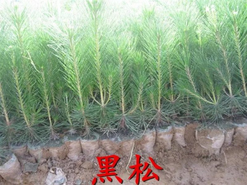 雪松苗黑松苗黑松树苗白皮松苗雪松树苗雪松小苗行道绿