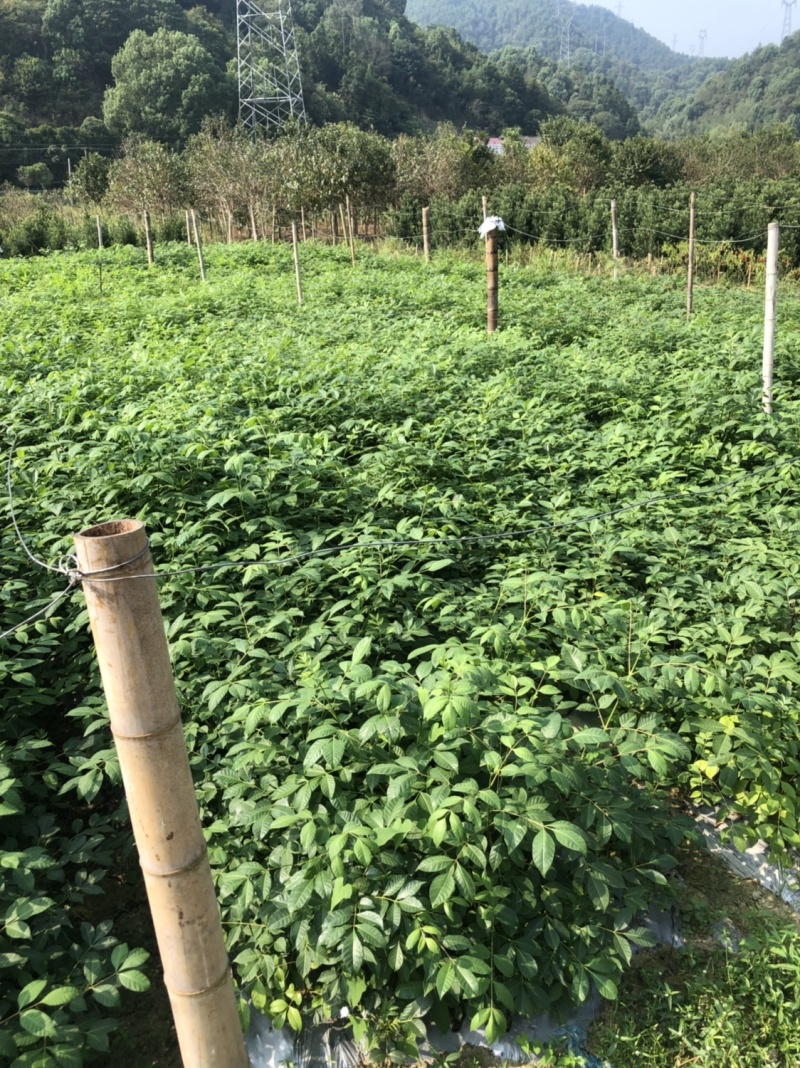 江西中花吴茱萸苗扦插枝条货源充足品质保证欢迎下单