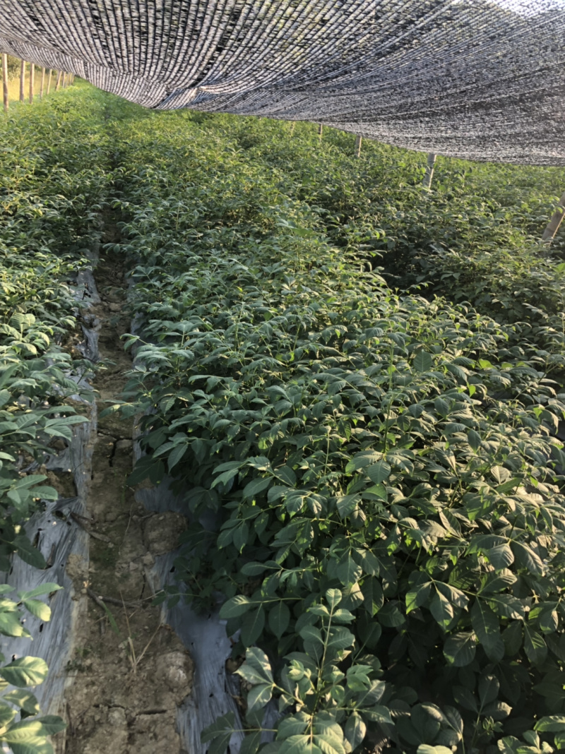 江西中花吴茱萸苗扦插枝条货源充足品质保证欢迎下单