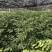 江西中花吴茱萸苗扦插枝条货源充足品质保证欢迎下单