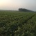 山东新品种葡萄苗阳光玫瑰葡萄苗基地直供
