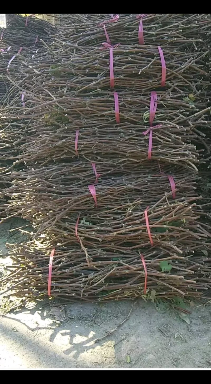 夏黑，巨峰，枝条，量大好成活，果实味道好无核