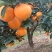 湖北纽荷尔脐橙，产地直销，好性价比，让您更有市场竞争力