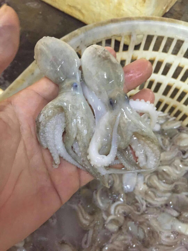 正宗，北部湾，冰鲜八爪鱼，