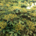 江西中花吴茱萸苗扦插枝条货源充足品质保证欢迎下单